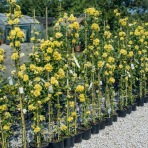 Ruža banksova (Rosa Banksiae) ´LUTEA´ - výška 70-90 cm, kont. C3L 